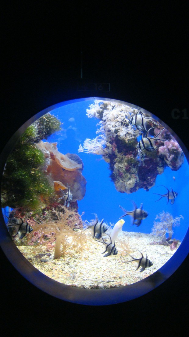 Oceanographic Museum in Monaco